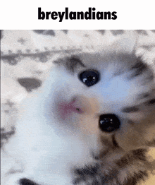 Brey Breyland GIF - Brey Breyland Breylandians GIFs
