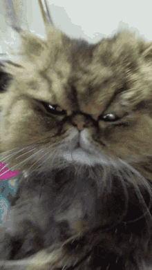 Persian Cat Cat GIF - Persian Cat Cat Kitten GIFs