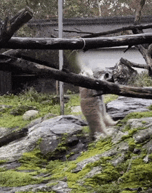 a kangaroo is walking across a rocky area