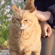 a man is petting an orange cat while sitting on a bench .