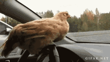 Hi Chicken GIF - Hi Chicken Steering Wheel GIFs