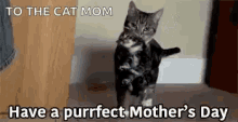 Mothers Day Happy Mother Day GIF - Mothers Day Happy Mother Day Cat GIFs