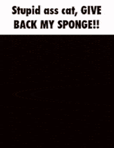 Sponge Cats GIF - Sponge Cats Give Me Back My Sponge GIFs