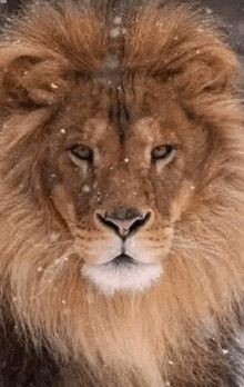 Leo The Lion GIF - Leo The Lion GIFs