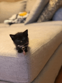 a small black kitten is sitting on a couch with a pink tag that says ' a ' on it
