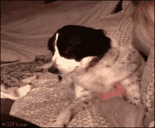 Dog Petting GIF - Dog Petting Demanding GIFs