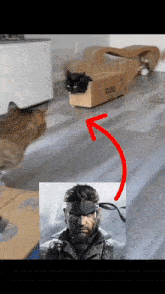 a cat in a box next to a picture of snake