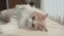 Cat Dd GIF - Cat Dd Sleep GIFs