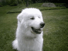 Renedog GIF - Renedog Dog GIFs