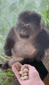 Monkey Monkey Eating GIF - Monkey Monkey Eating Delicious GIFs