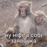 a couple of monkeys sitting next to each other on the ground with a caption .