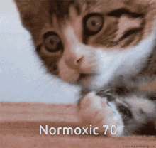 Normoxic70 Cat GIF - Normoxic70 Cat Kitten GIFs