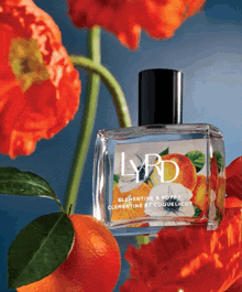 a bottle of lyrd clementine and poppy perfume surrounded by orange flowers