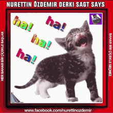Ha Haha Laugh GIF - Ha Haha Laugh Cat GIFs