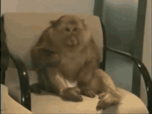 Monke Cute Monkey GIF - Monke Cute Monkey Sneezing GIFs