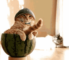 Cat Melon GIF - Cat Melon GIFs