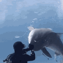 Shark Diver GIF - Shark Diver Swim GIFs