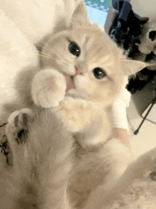 a close up of a cat licking its paws