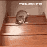 a cat is crawling up a set of wooden stairs with the words starttamilchat.in written below it