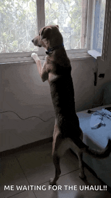 a dog is standing on its hind legs looking out a window with the caption " me waiting for the uhaul "