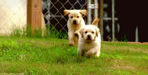 puppy running gif