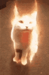 Cat Burning GIF - Cat Burning Wunkus GIFs