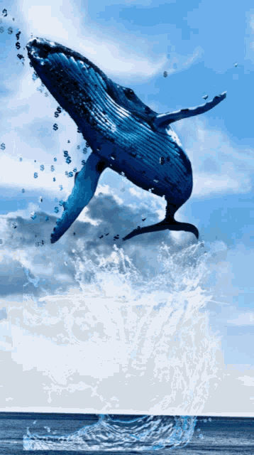 whale gif tumblr