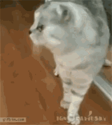 Dramatic Cat GIF - Dramatic Cat Who GIFs