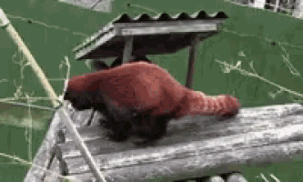 Red Panda Poop GIF - Panda Poop Pooping - Discover & Share