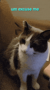 a cat sitting on a couch with the words " um excuse me " above it