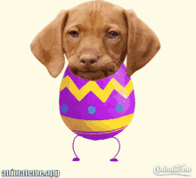 animate me app animate me dog easter happy easter