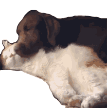 comfort lick dog tired cuddle