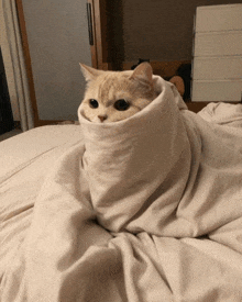 a cat is wrapped in a white blanket