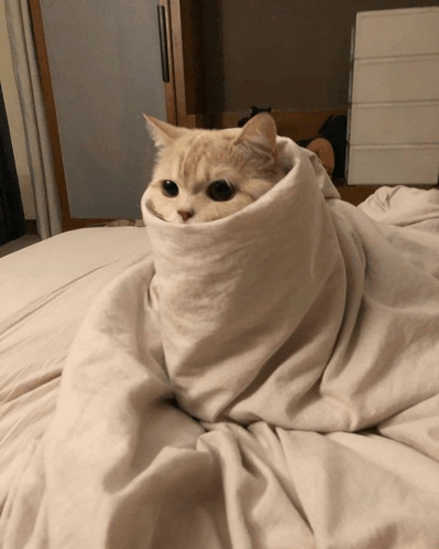 Cat and fashion blanket