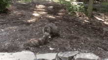 a couple of cats are playing in the dirt near some rocks