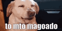 Magoei Tomuitomagoado Arrependido Cachorrotriste GIF
