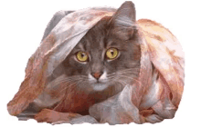 a gray cat with yellow eyes is wrapped in a blanket
