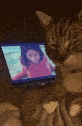 a cat looking at a man and woman kissing on a television screen