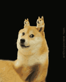 Cute Shiba GIF - Cute Shiba Dog GIFs
