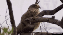 Bird Shookt GIF - Bird Shookt Surprised GIFs