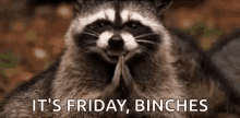Friday Raccoon GIF - Friday Raccoon Clap GIFs