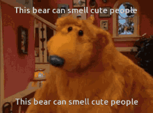 bear can smell cute people bear bear sniff bajki bear inthe big blue house