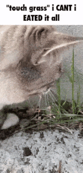 Cat Eating Grass GIF - Cat Eating Grass GIFs