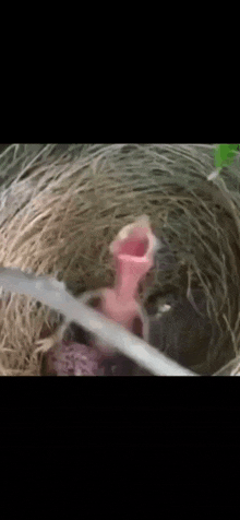 Scream Screaming Bird GIF