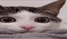 a close up of a cat 's face with big eyes and a pink nose .