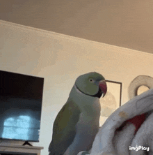 Are You My Sweet Baby Parrot GIF - Are You My Sweet Baby Parrot Beakerbeak GIFs