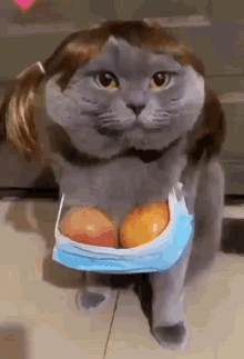 Pigtail Cat GIF - Pigtail Cat Boobs GIFs