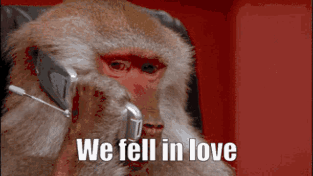 When I Met You In The Summer Monkey In The Summer GIF When I Met You In The Summer Monkey In The Summer Monkey Meme Discover Share GIFs