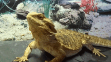 Why Do Bearded Dragons Shed In Patches GIF - Why Do Bearded Dragons Shed In Patches GIFs