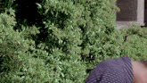 a person is standing in front of a bush with lots of leaves